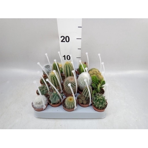 Cactus   ...mix