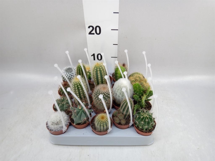 <h4>Cactus ...mix</h4>