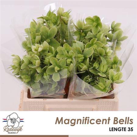 <h4>Hell Magnific Bells</h4>