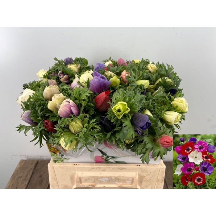 <h4>Anem Co Mar Gem</h4>