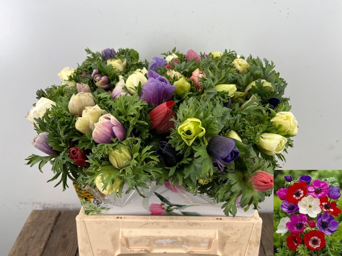 <h4>ANEM CO MAR GEM</h4>