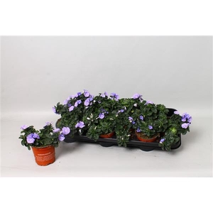 Convolvulus sabatius Early Blue