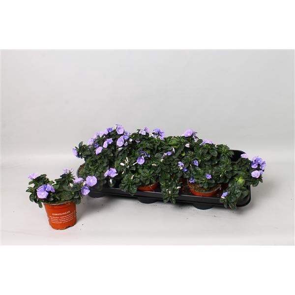 <h4>Convolvulus sabatius Early Blue</h4>