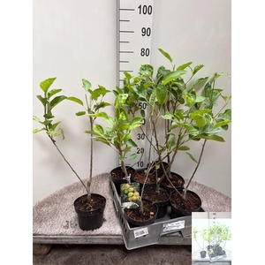 MALUS D GOLDEN DELICIOUS P15