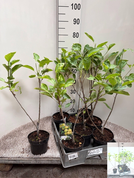 <h4>MALUS D GOLDEN DELICIOUS P15</h4>