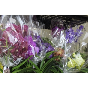 ORQUIDEA VANDA CESTA VAZADA