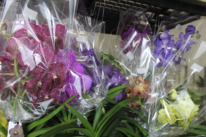 <h4>ORQUIDEA VANDA CESTA VAZADA</h4>