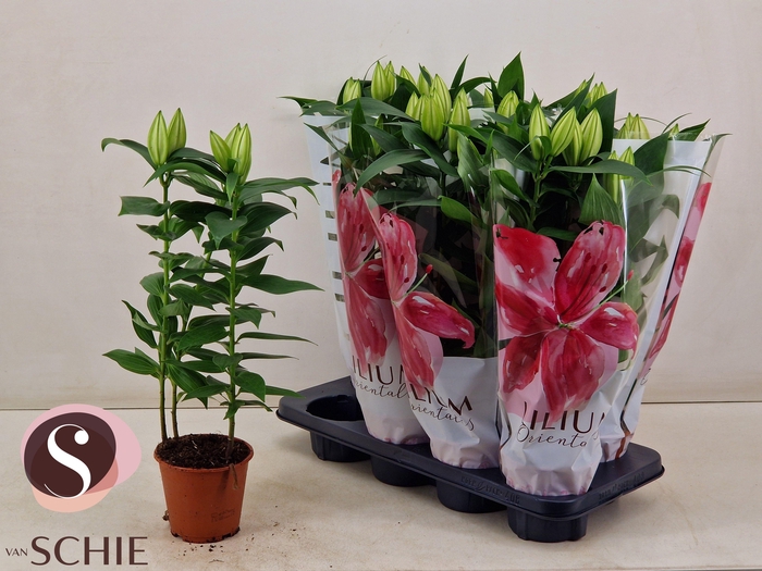 <h4>LIL OR OXYGEN</h4>