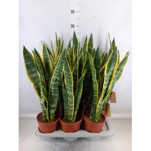 Sansevieria trifa. 'Laurentii'