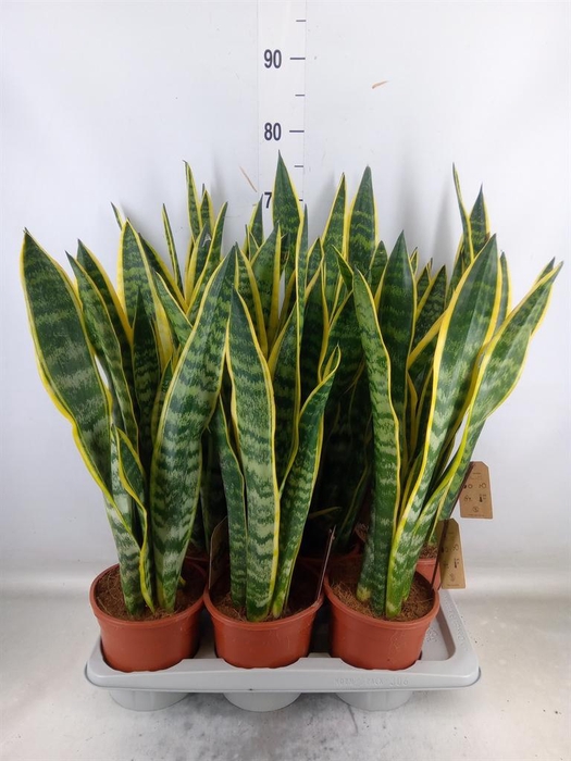 <h4>Sansevieria trifa. 'Laurentii'</h4>
