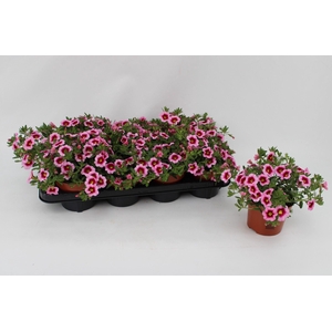 Calibrachoa Pink with Eye 13cm