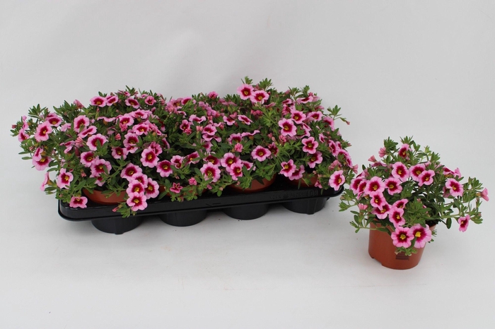 <h4>Calibrachoa Pink with Eye 13cm</h4>