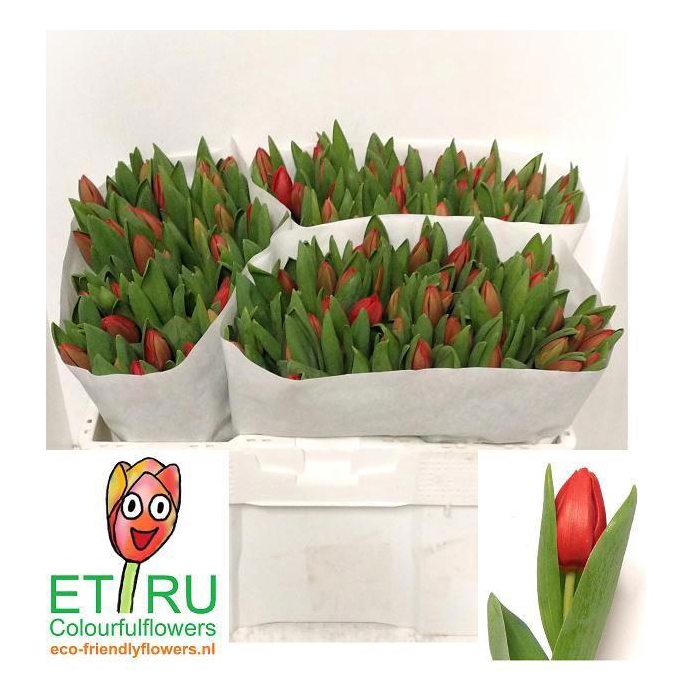 <h4>TU EN ESCAPE</h4>