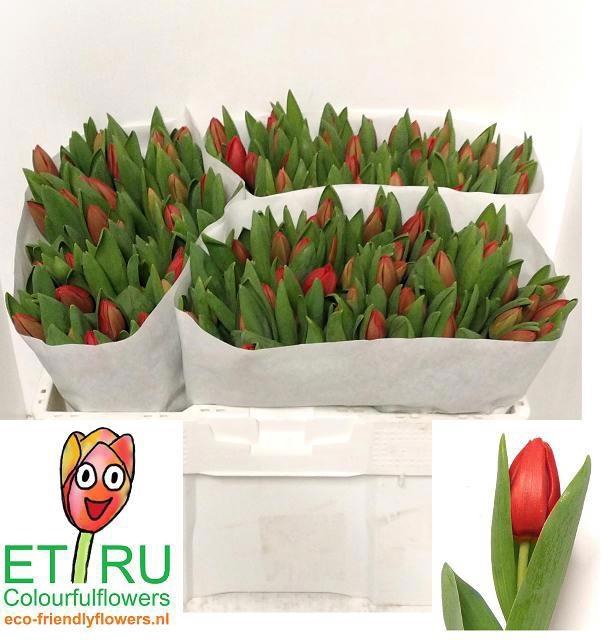 <h4>TU EN ESCAPE</h4>