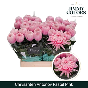 Chr G Antonov Pastel pink