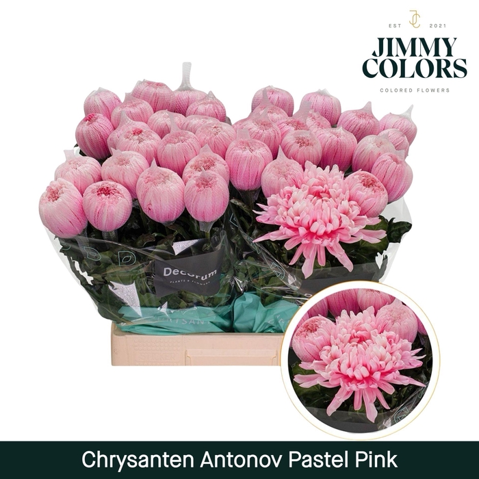 <h4>Chr G Antonov Pastel pink</h4>