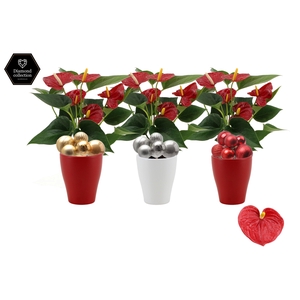 Anthurium Diamond Red in Carly ceramics + stabber