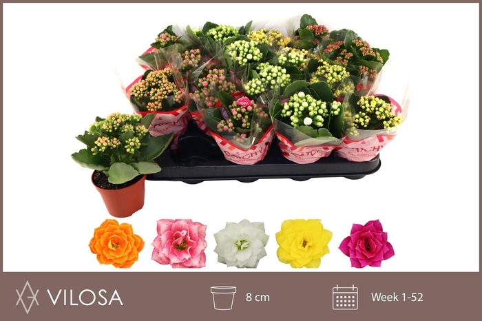 <h4>KAL GE GEM 5 KL</h4>