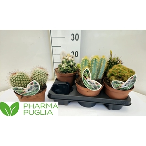 CACTUS GEM