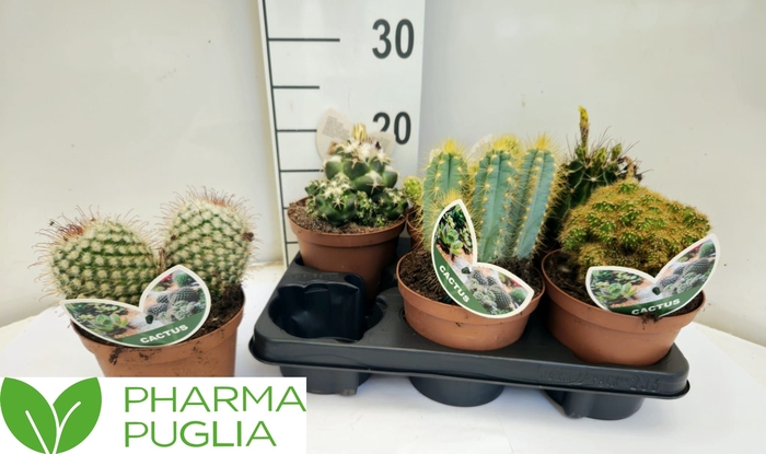<h4>CACTUS GEM</h4>