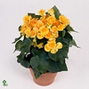 BEGONIA NADINE P14 DOLC'AMORE