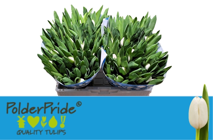 <h4>TU EN ROYAL VIRGIN</h4>