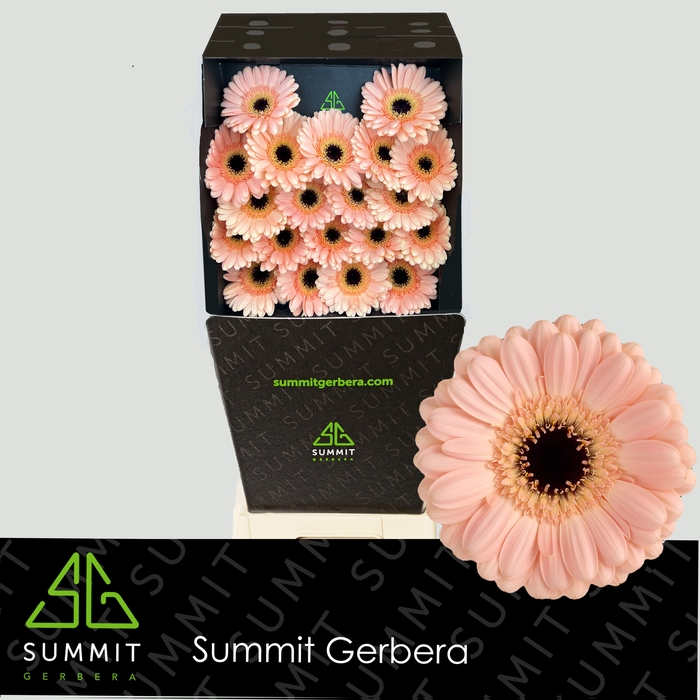 <h4>Germini Espresso Diamond</h4>