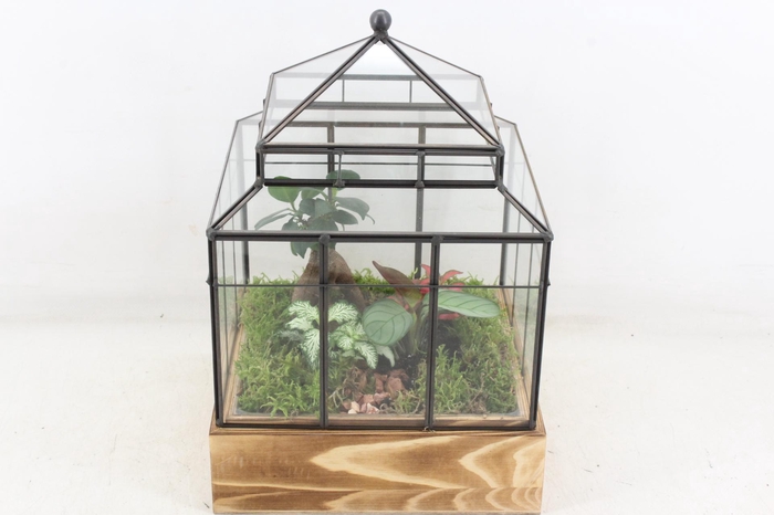 <h4>arr3 WR - Terrarium Wardian case one</h4>