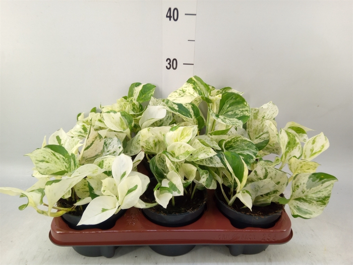 <h4>Epipremnum pinn. 'Happy Leaf'</h4>