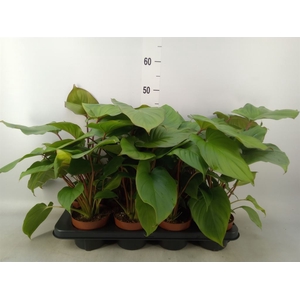 Homalomena rubescens 'Maggy'