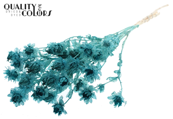 <h4>Carthamus per bunch Intense Turquoise</h4>