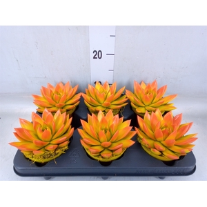 Echeveria  'Miranda'