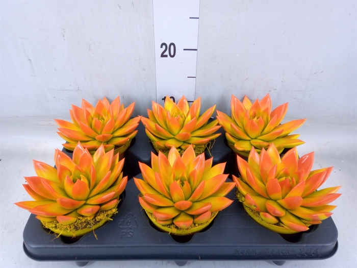 <h4>Echeveria  'Miranda'</h4>