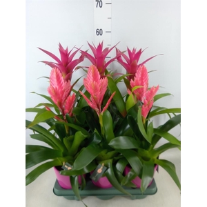 Bromelia   ...mix