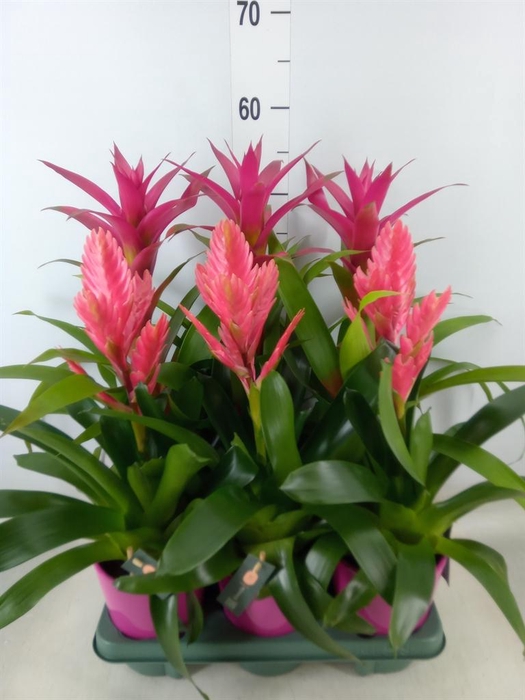 <h4>Bromelia   ...mix</h4>