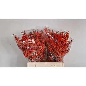 ILEX VE ORANGE GLOW