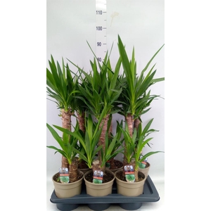 Yucca   ...