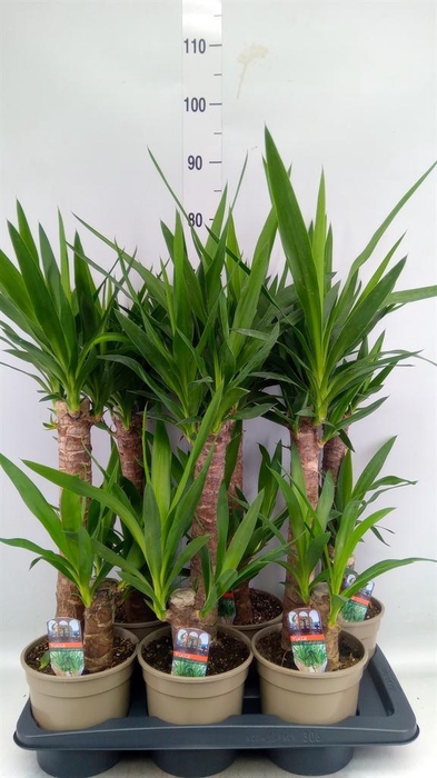 <h4>Yucca   ...</h4>