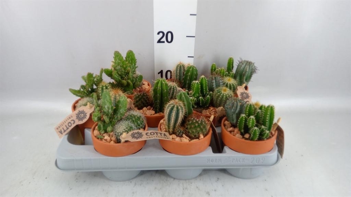 <h4>Arr.  Cactus L%</h4>