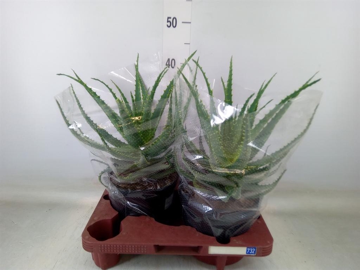 <h4>Aloe arborescens</h4>