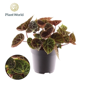 Begonia rex Ferox