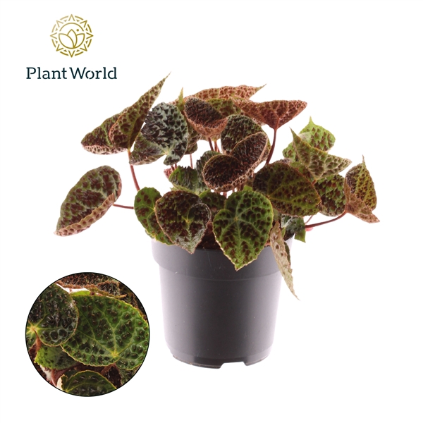 <h4>Begonia rex Ferox</h4>