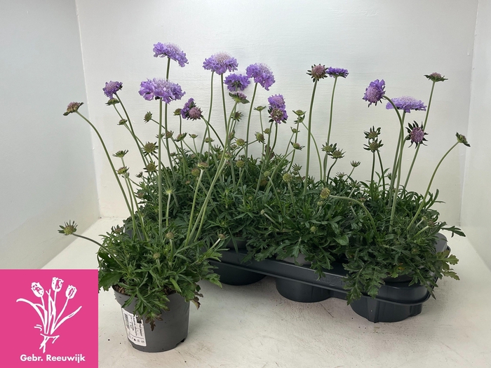 <h4>SCAB COLUMBARIA</h4>