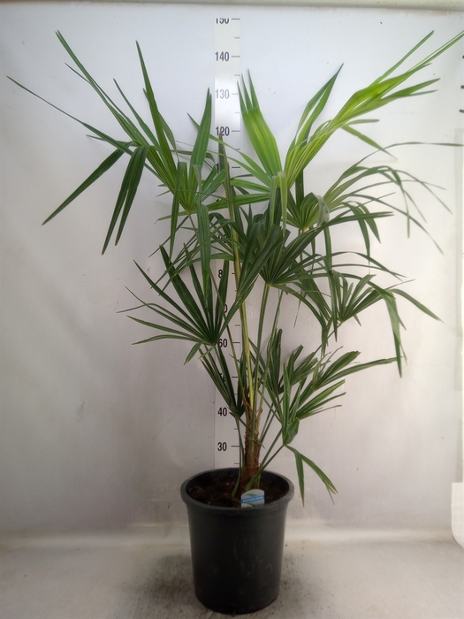 Trachycarpus fortunei