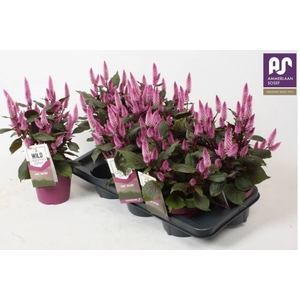 CEL WILD PINK