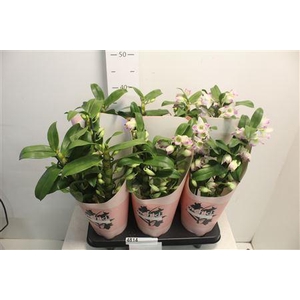 Dendr N S Dr Pandora 3 Branches 30+