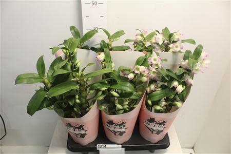 <h4>Dendr N S Dr Pandora 3 Branches 30+</h4>