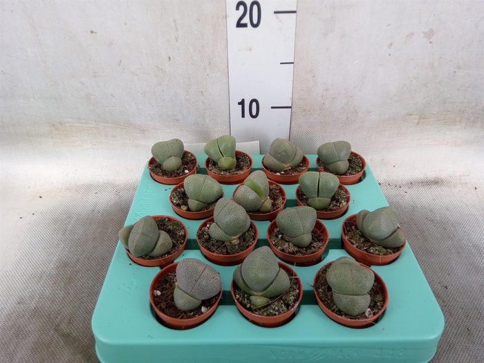 <h4>Lithops spp.</h4>