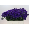 Limonium sinuatum Navy Sun Birds