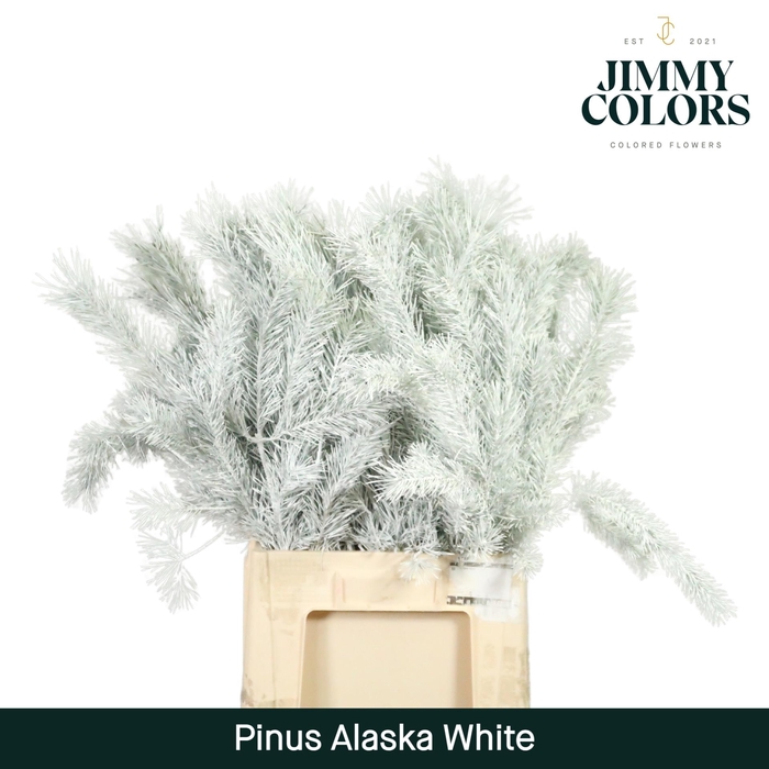 <h4>Pinus Alaska 60 White</h4>